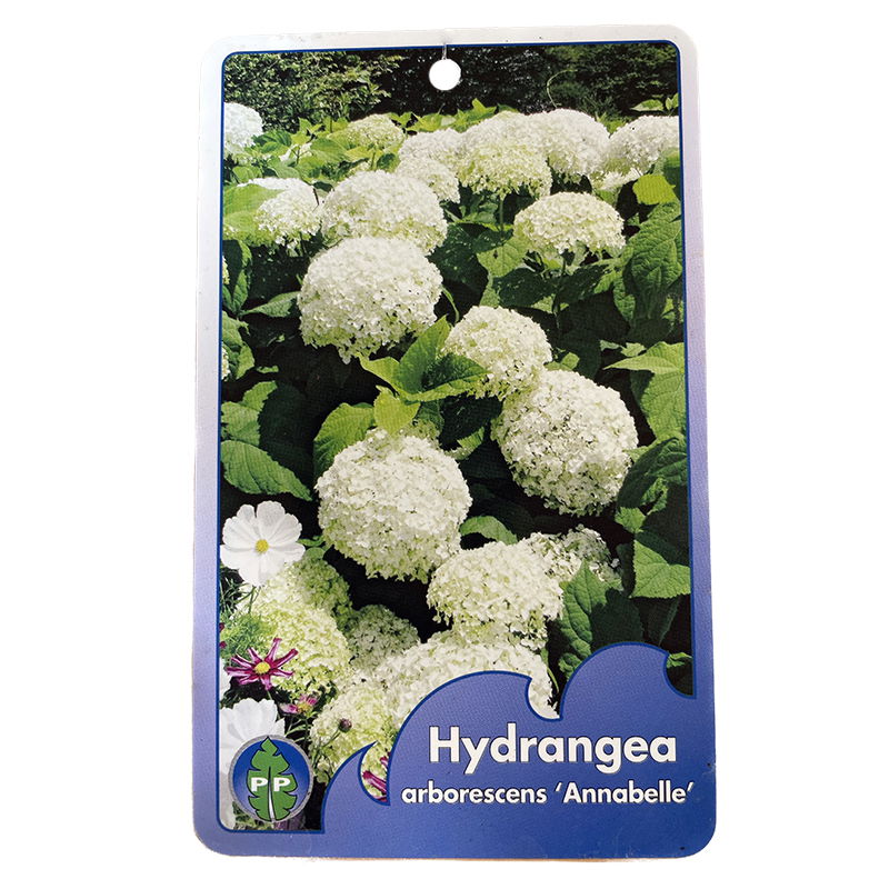 https://cdn.warentuin.nl/media/catalog/product/S/C/SCAN9900500675349_oosterik_home_plant_hortensia_arborescens_annab_5f7b.jpg