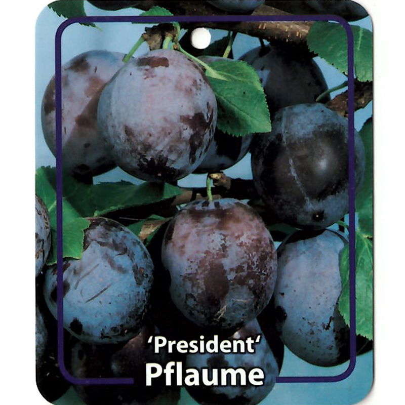 https://cdn.warentuin.nl/media/catalog/product/S/C/SCAN9900501008108_oosterik_home_fruitbomen_fruitboom_prunus_domestica_president_ea67.jpg