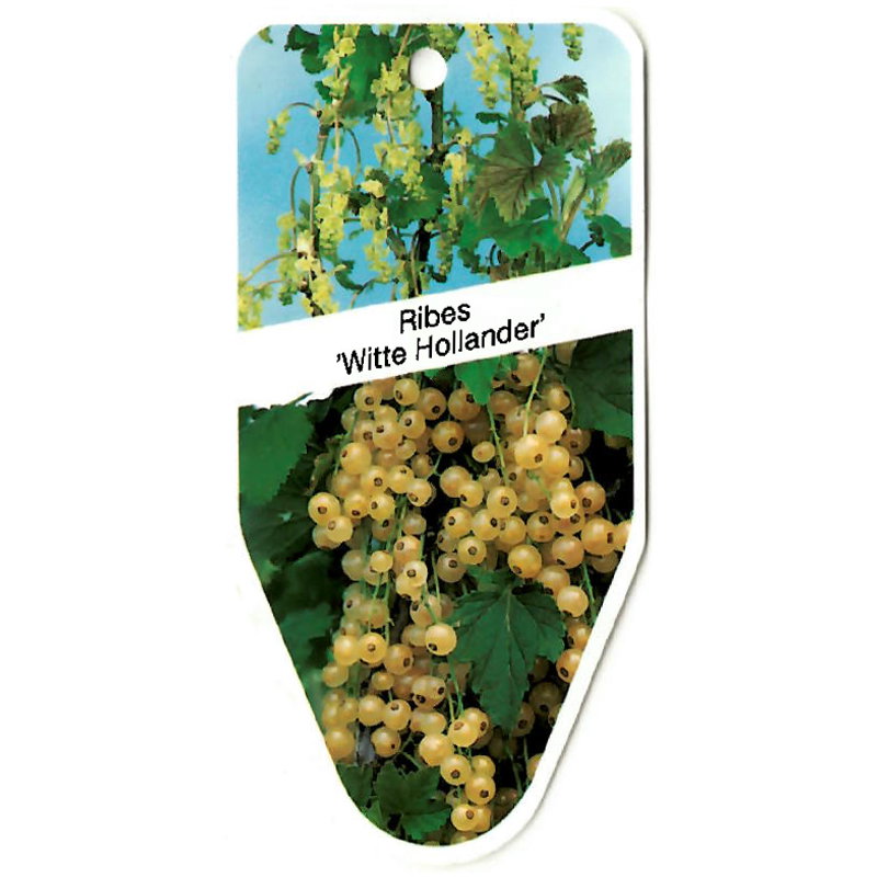 https://cdn.warentuin.nl/media/catalog/product/S/C/SCAN9900501487132_oosterik_home_kleinfruit_fruitplant_ribes_witte_hollander_d671.jpg