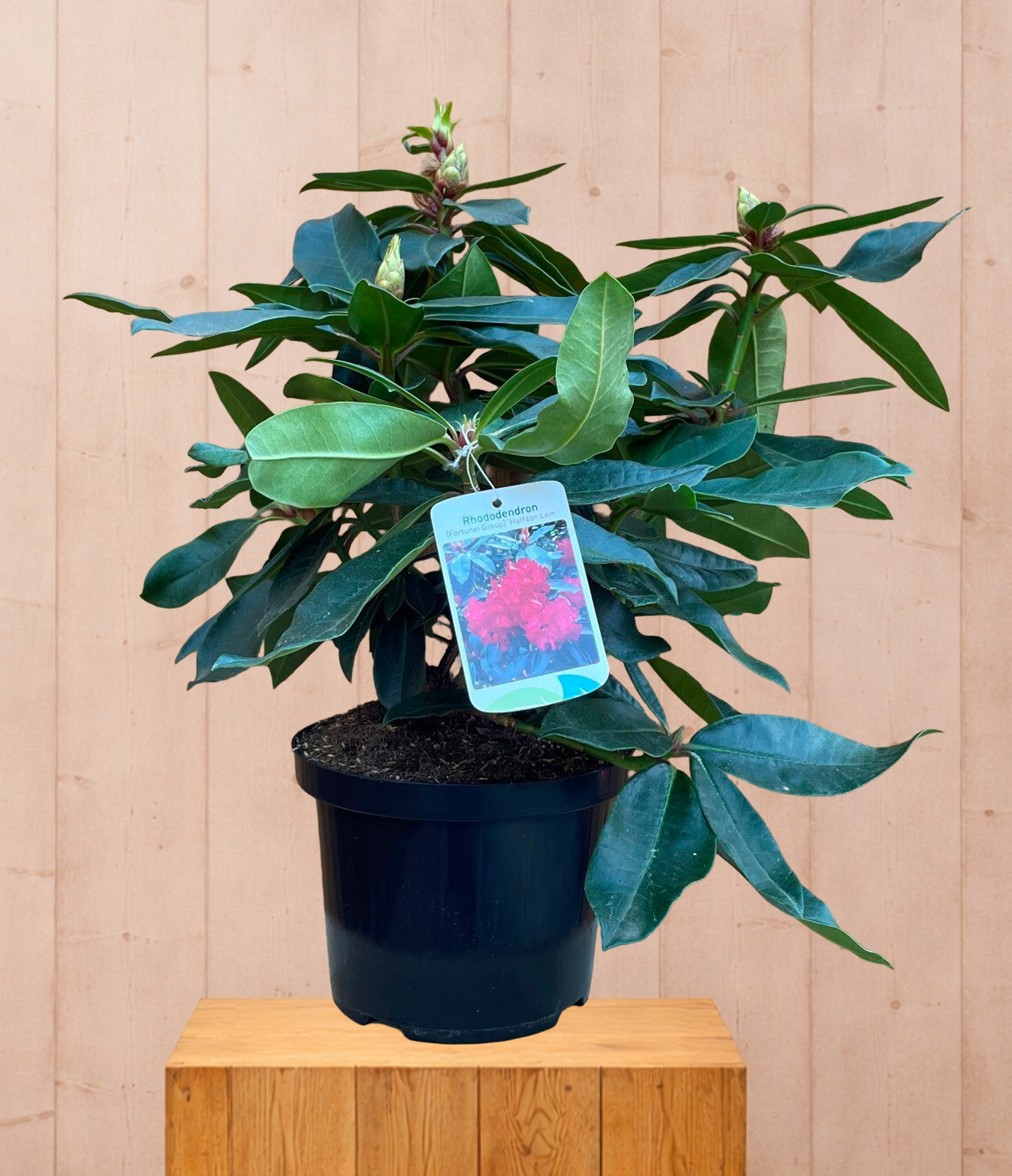 Rhododendron Halfdan Lem groenblijvende heester met rode bloemen ca. 60-70cm incl. pot Warentuin Natuurlijk - Warentuin natuurlijk