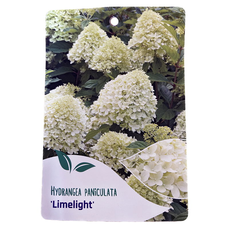 https://cdn.warentuin.nl/media/catalog/product/S/C/SCAN9900600675349_oosterik_home_plant_hortensia_paniculata_limeli_69b6.jpg