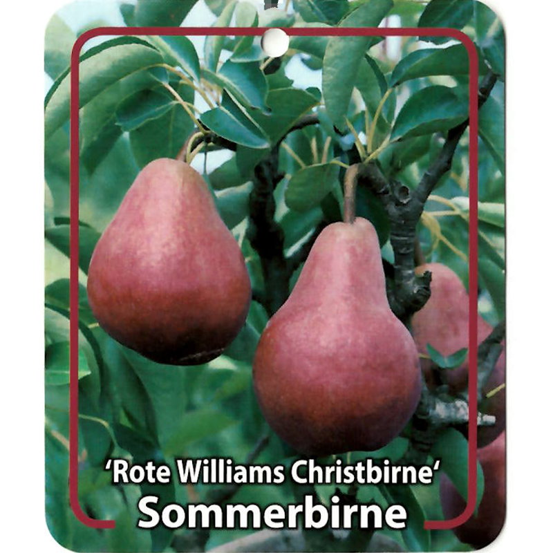 https://cdn.warentuin.nl/media/catalog/product/S/C/SCAN9900601008108_oosterik_home_fruitbomen_fruitboom_pyrus_communis_rote_willia_d0ef.jpg