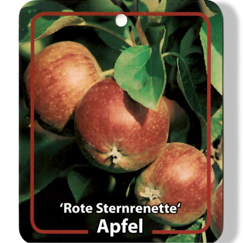 https://cdn.warentuin.nl/media/catalog/product/S/C/SCAN9900601484384_01_oosterik_home_malus_domestica_rote_sternrene_7627.jpg