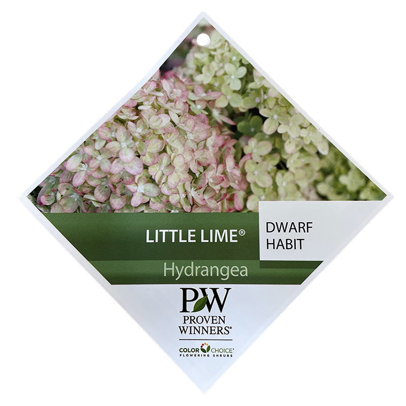 https://cdn.warentuin.nl/media/catalog/product/S/C/SCAN9900700675349_oosterik_home_plant_hortensia_little_lime_dwart_ff87.jpg