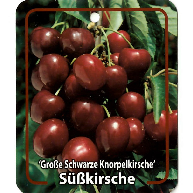 https://cdn.warentuin.nl/media/catalog/product/S/C/SCAN9900701008108_oosterik_home_fruitbomen_fruitboom_prunus_avium_grose_schwarz_9835.jpg