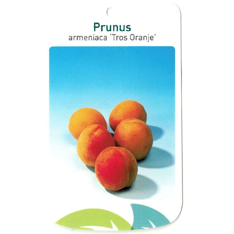 Prunus Armeniaca Tros Oranje - Oosterik Home