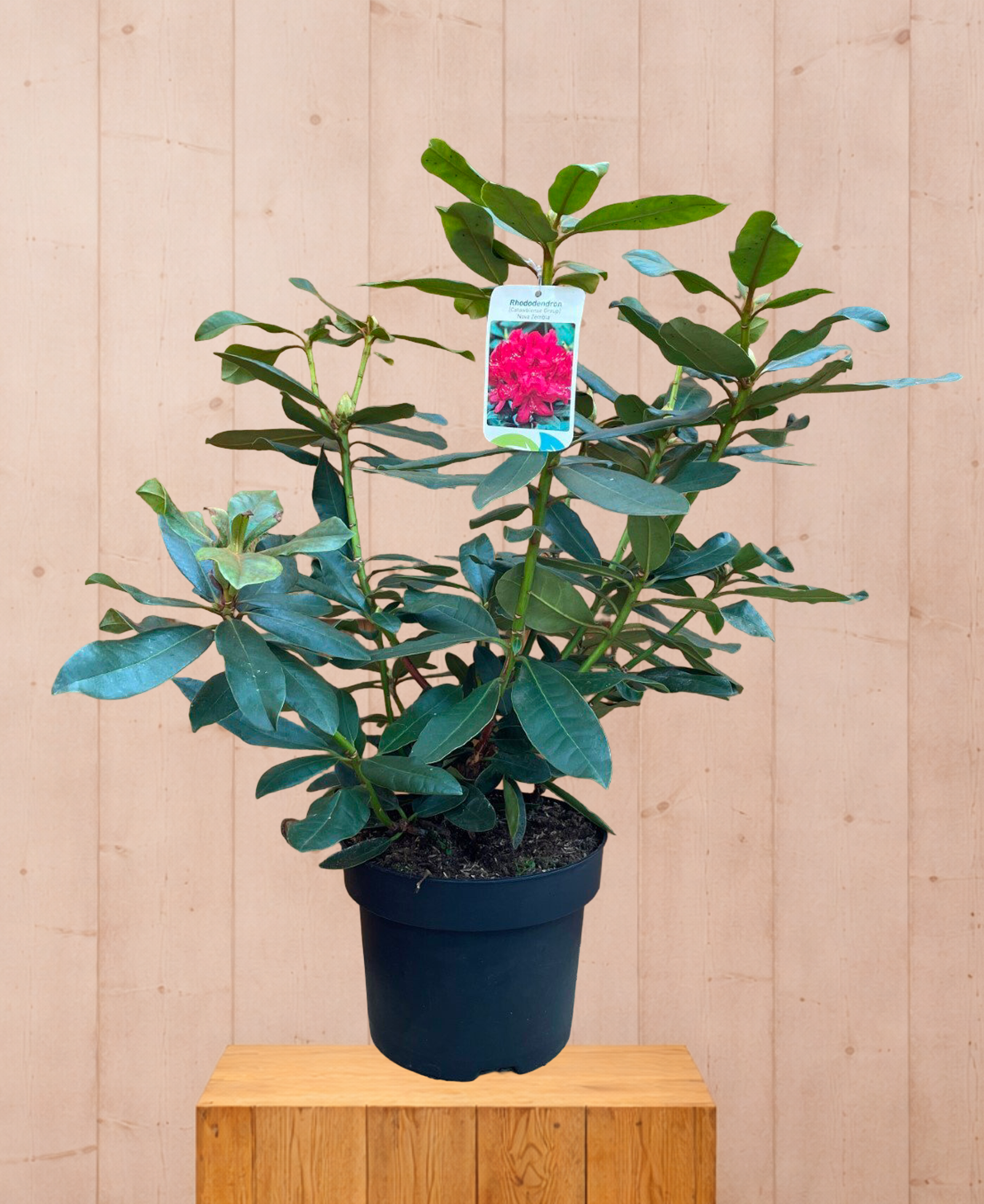 Rhododendron Nove Zembla groenblijvende heester met rode bloemen ca. 60-70cm incl. pot Warentuin Natuurlijk - Warentuin natuurlijk