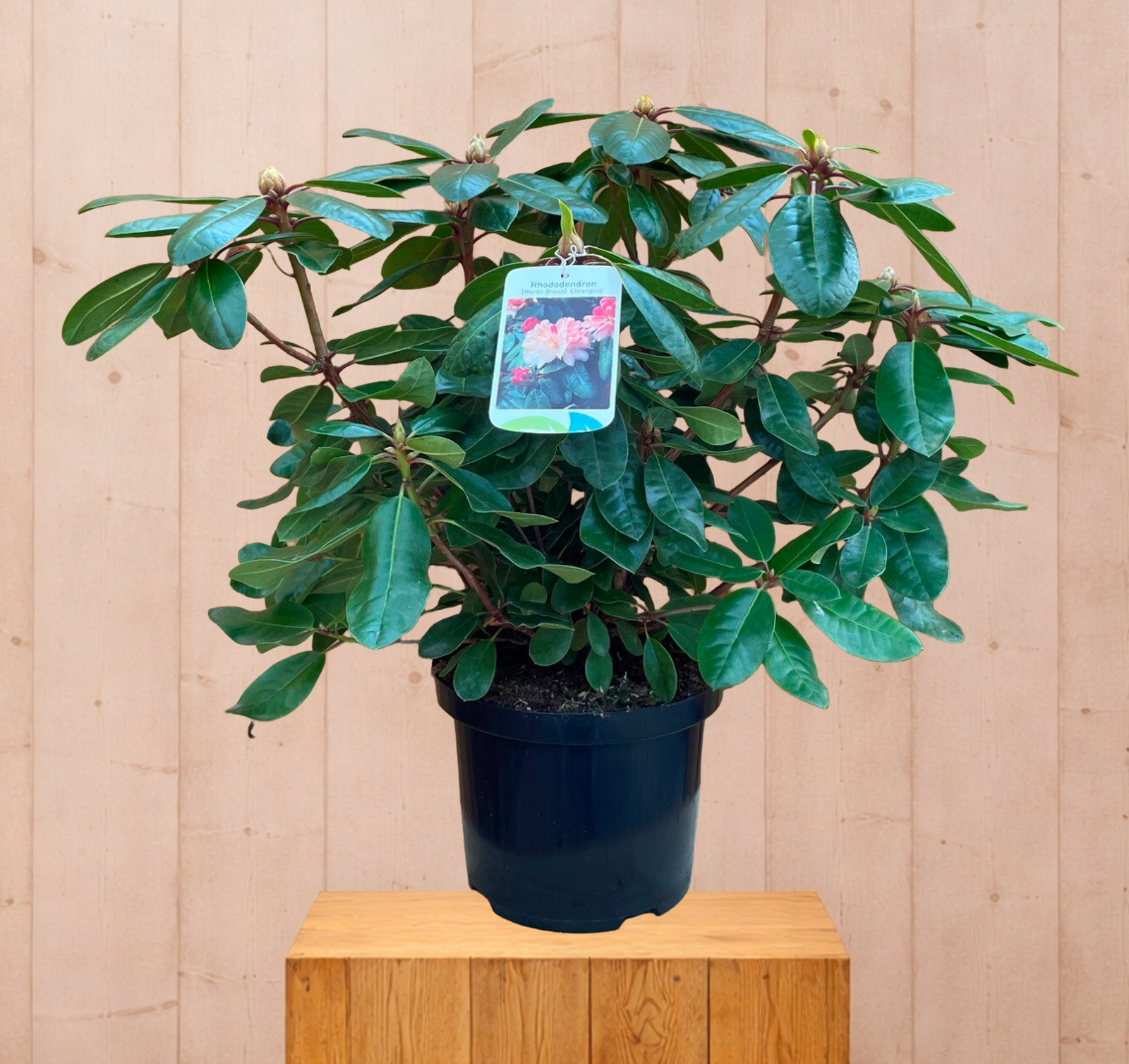 Rhododendron Ehrengold groenblijvende heester rododendron met witroze bloemen ca. 60-70cm incl. pot Warentuin Natuurlijk - Warentuin natuurlijk