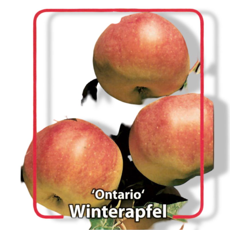 https://cdn.warentuin.nl/media/catalog/product/S/C/SCAN9901001008108_01_oosterik_home_malus_domestica_ontario_fruitb_5e66.jpg