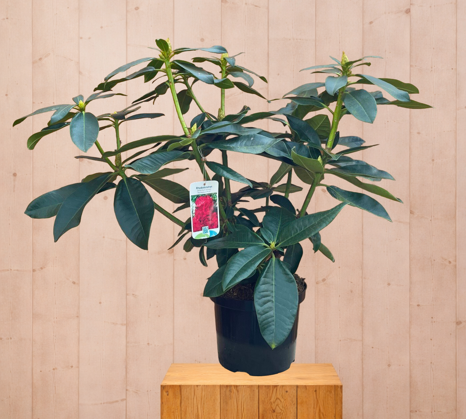 Rhododendron Markeetas Prize groenblijvende heester met rode bloemen ca. 60-70cm incl. pot Warentuin Natuurlijk - Warentuin natuurlijk