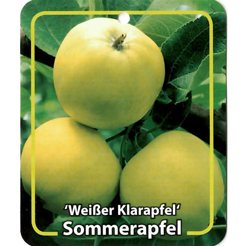 Malus Domestica Weisser Klarapfel Oosterik Home