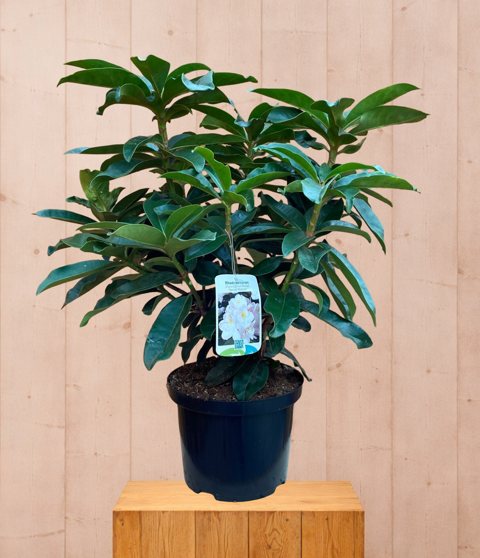 Rhododendron Gomer Waterer groenblijvende heester met witte bloemen ca. 60-70cm incl. pot Warentuin Natuurlijk - Warentuin natuurlijk