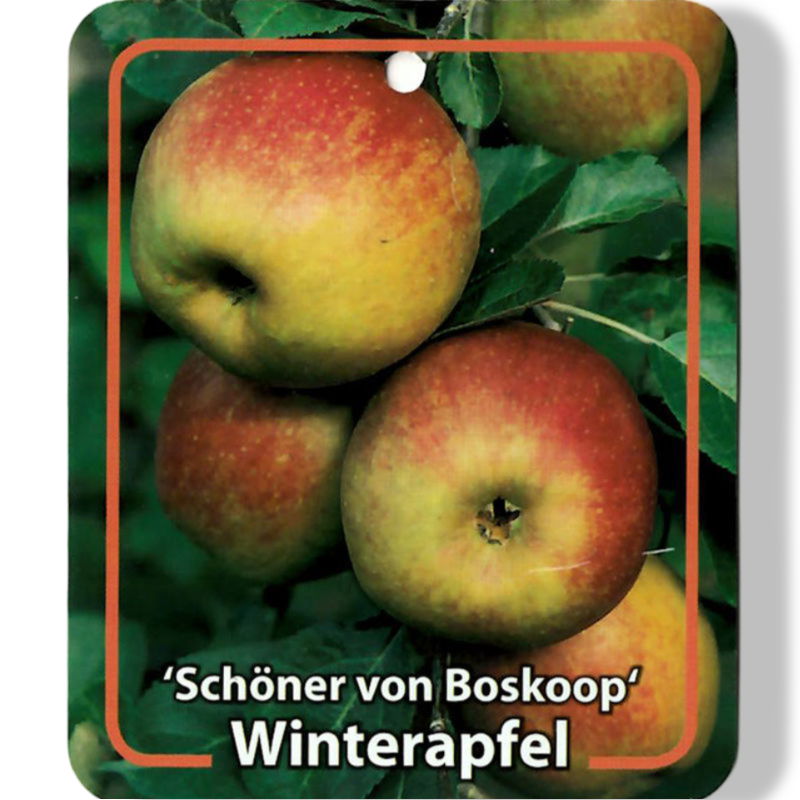 https://cdn.warentuin.nl/media/catalog/product/S/C/SCAN9901201008108_01_oosterik_home_malus_domestica_schoner_von_bo_96df.jpg