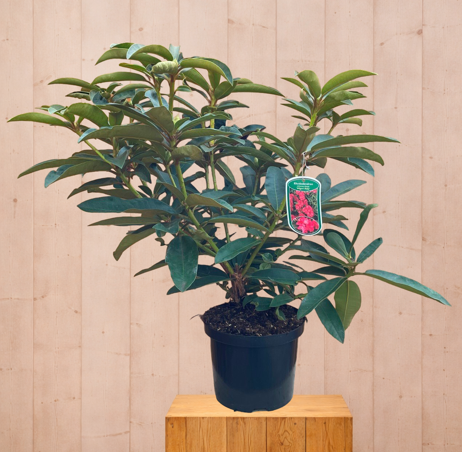 Rhododendron Wilgens Ruby groenblijvende heester met roze bloemen ca. 60-70cm incl. pot Warentuin Natuurlijk - Warentuin natuurlijk