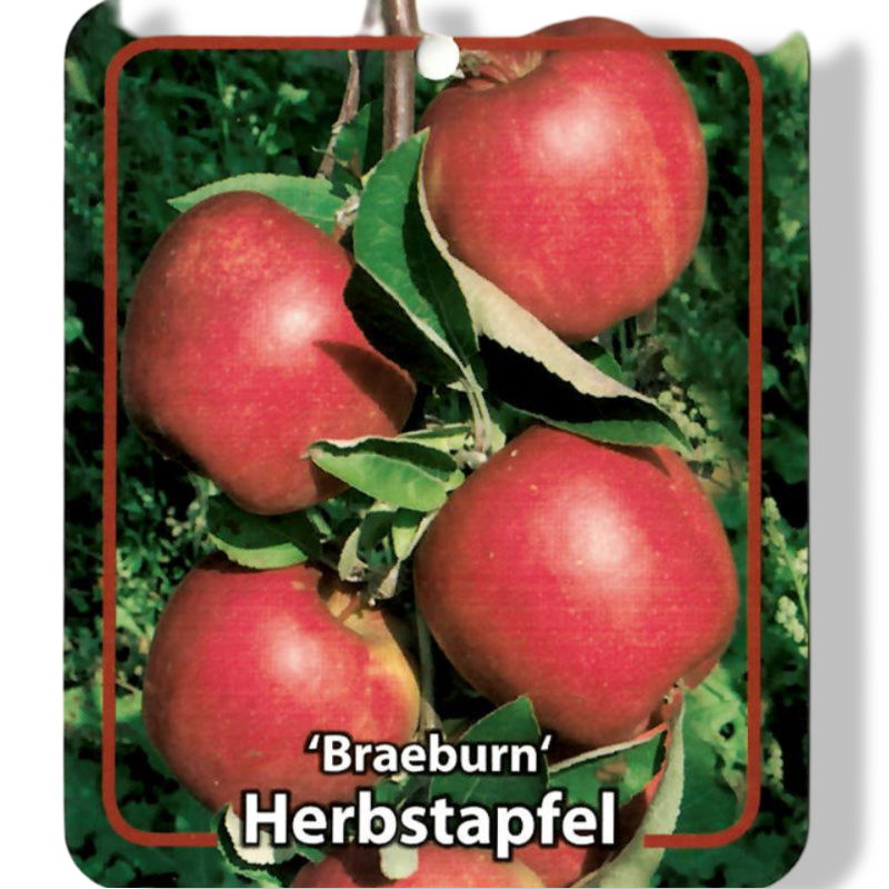 https://cdn.warentuin.nl/media/catalog/product/S/C/SCAN9901301008108_01_oosterik_home_malus_domestica_braeburn_fruit_639f.jpg