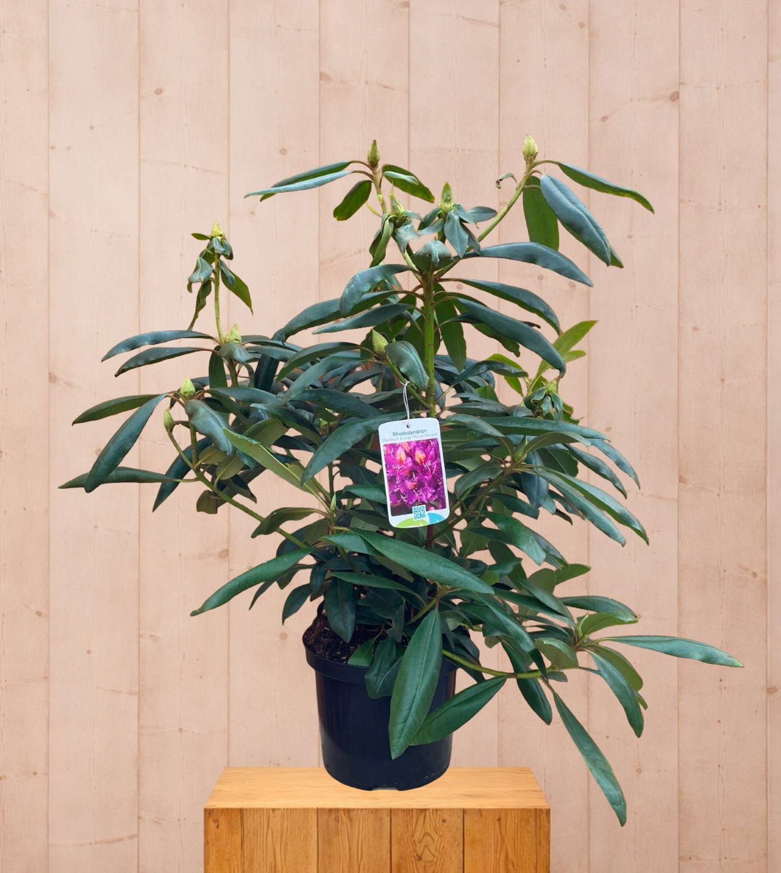 Toon details van Rhododendron Marcel Menard groenblijvende heester met paarse bloemen ca. 60-70cm incl. pot Warentuin Natuurlijk https://cdn.warentuin.nl/media/catalog/product/S/C/SCAN9901400064075_6781.png
