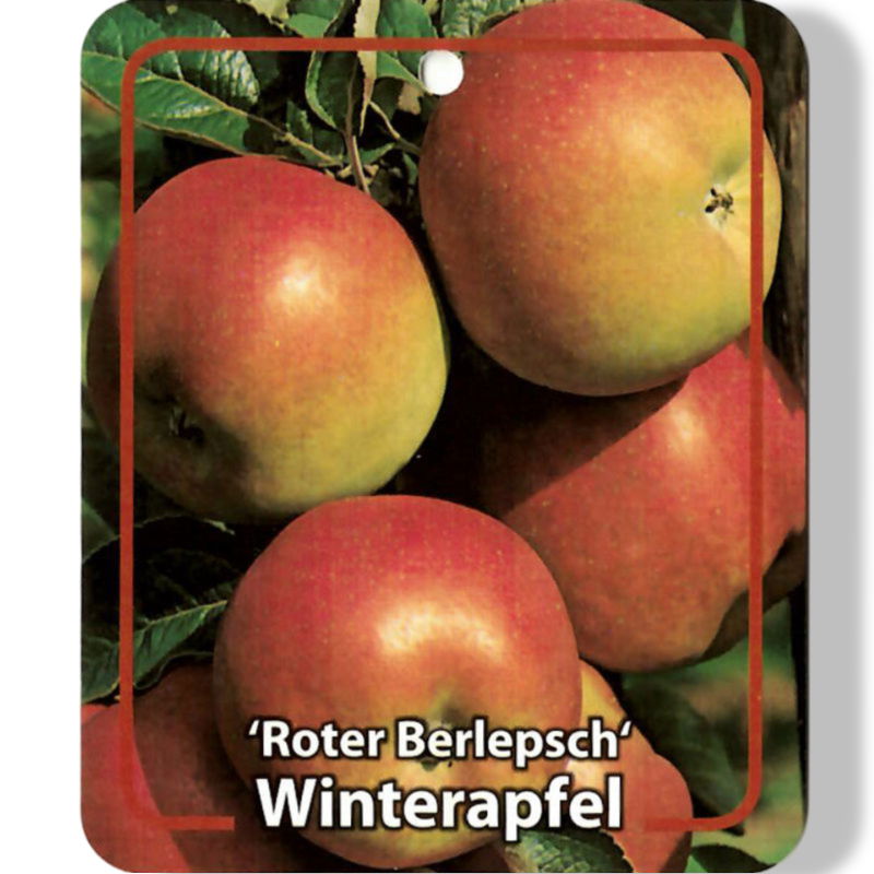 https://cdn.warentuin.nl/media/catalog/product/S/C/SCAN9901401008108_01_oosterik_home_malus_domestica_roter_berlepsc_c923.jpg