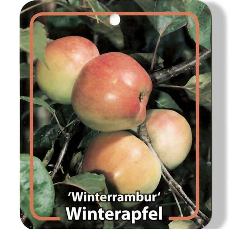 https://cdn.warentuin.nl/media/catalog/product/S/C/SCAN9901501008108_01_oosterik_home_malus_domestica_winterrambur_f_7f8c.jpg