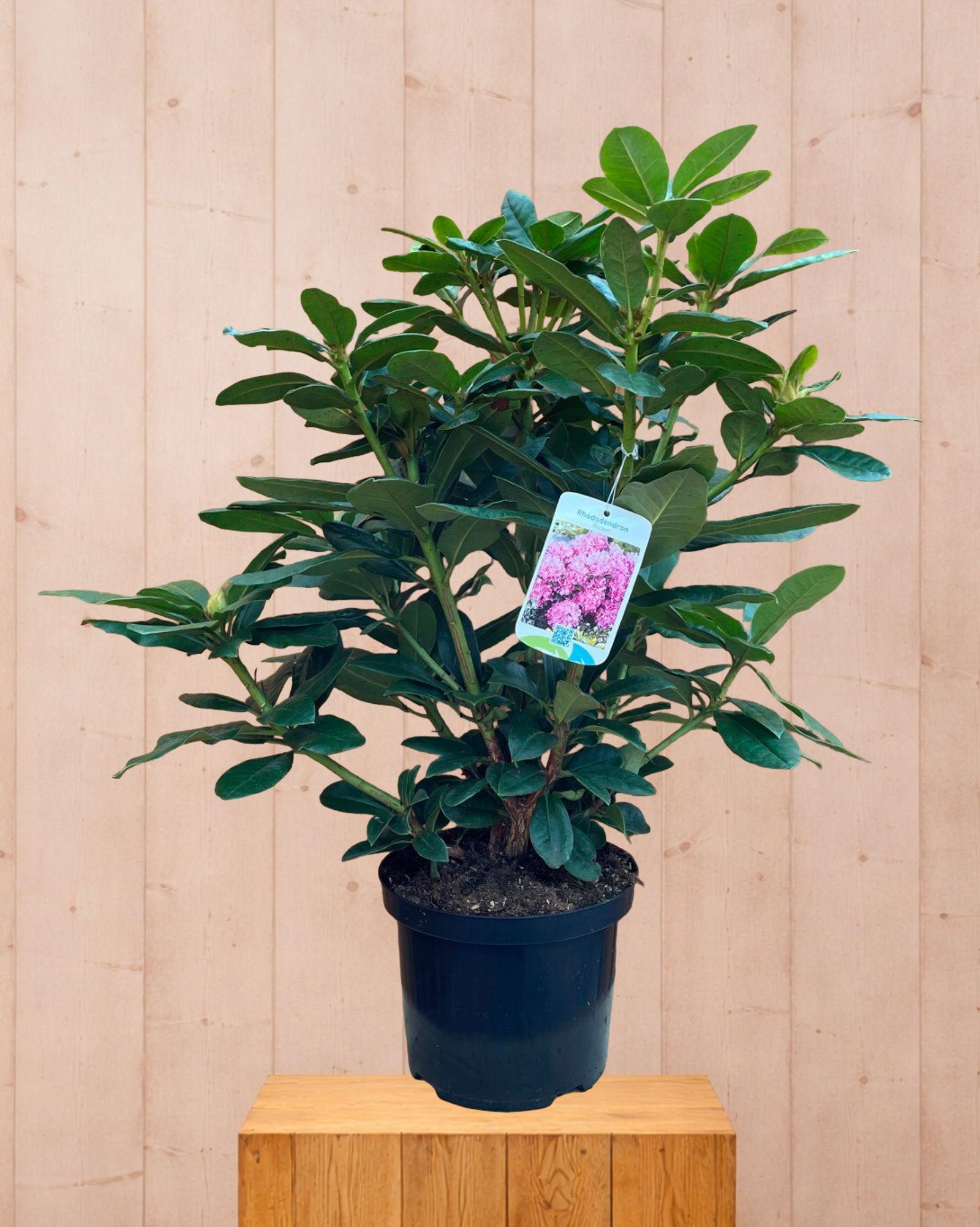 Rhododendron Rocket groenblijvende heester met paarse bloemen ca. 60-70cm incl. pot Warentuin Natuurlijk - Warentuin natuurlijk