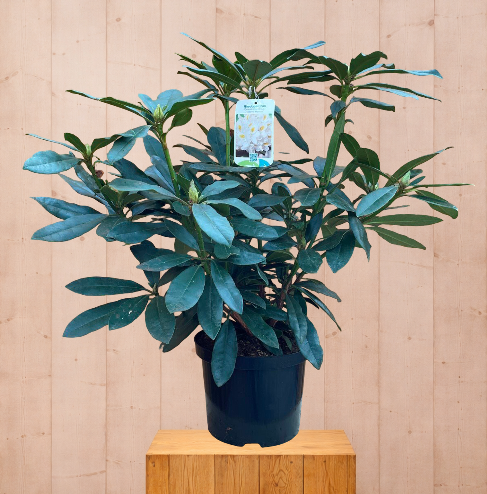 Rhododendron Madame Masson groenblijvende heester met witte bloemen ca. 60-70cm incl. pot Warentuin Natuurlijk - Warentuin natuurlijk