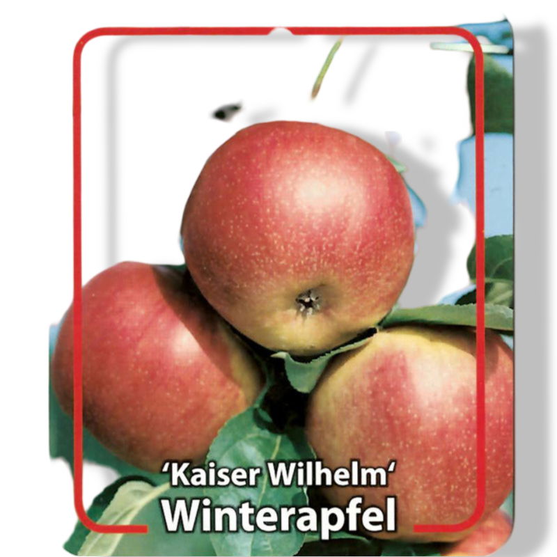 https://cdn.warentuin.nl/media/catalog/product/S/C/SCAN9901801008108_01_oosterik_home_malus_domestica_kaiser_wilhelm_30e8.jpg
