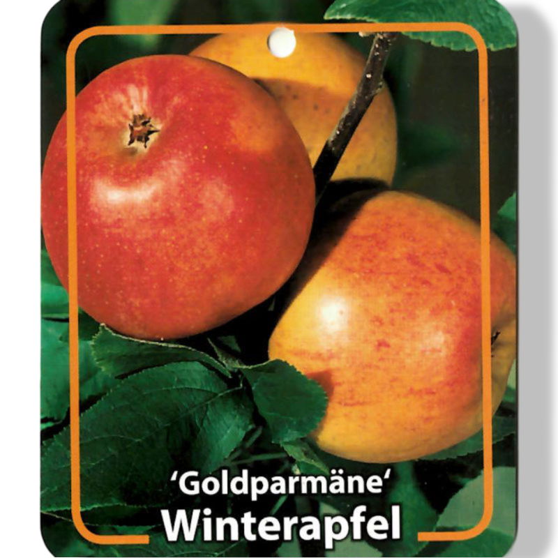 https://cdn.warentuin.nl/media/catalog/product/S/C/SCAN9901901008108_01_oosterik_home_malus_domestica_goldparmane_fr_ba27.jpg