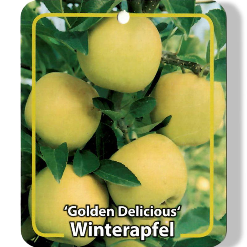 https://cdn.warentuin.nl/media/catalog/product/S/C/SCAN9902001008108_01_oosterik_home_malus_domestica_golden_delicio_c33b.jpg