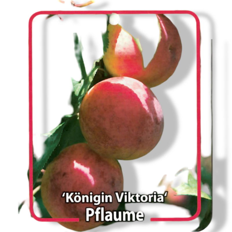 https://cdn.warentuin.nl/media/catalog/product/S/C/SCAN9902201008108_01_oosterik_home_prunus_domestica_konigin_vikto_ce86.jpg