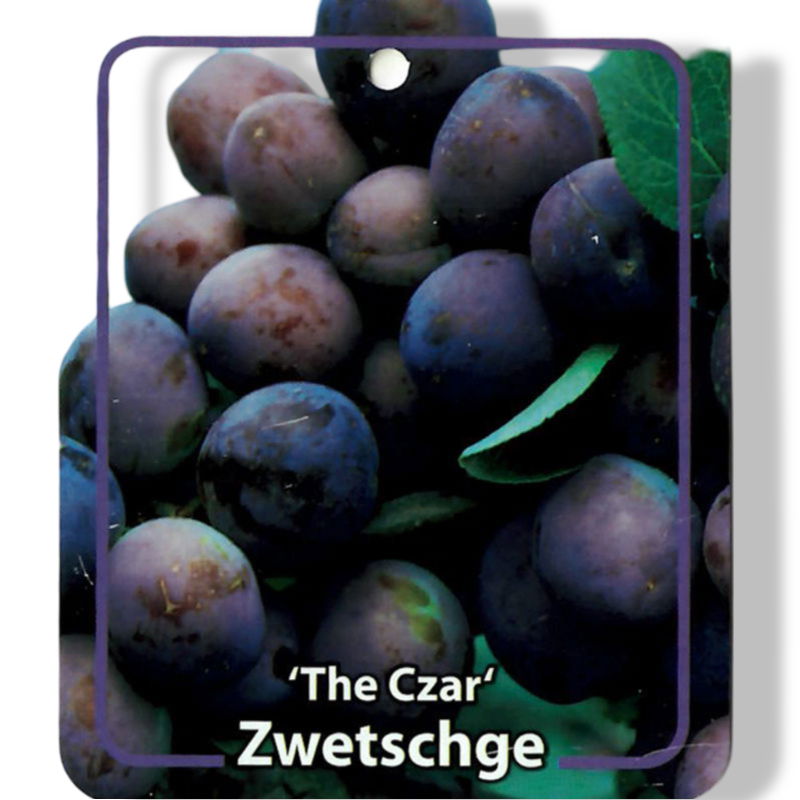 https://cdn.warentuin.nl/media/catalog/product/S/C/SCAN9902301008108_01_oosterik_home_prunus_domestica_the_czar_frui_c582.jpg