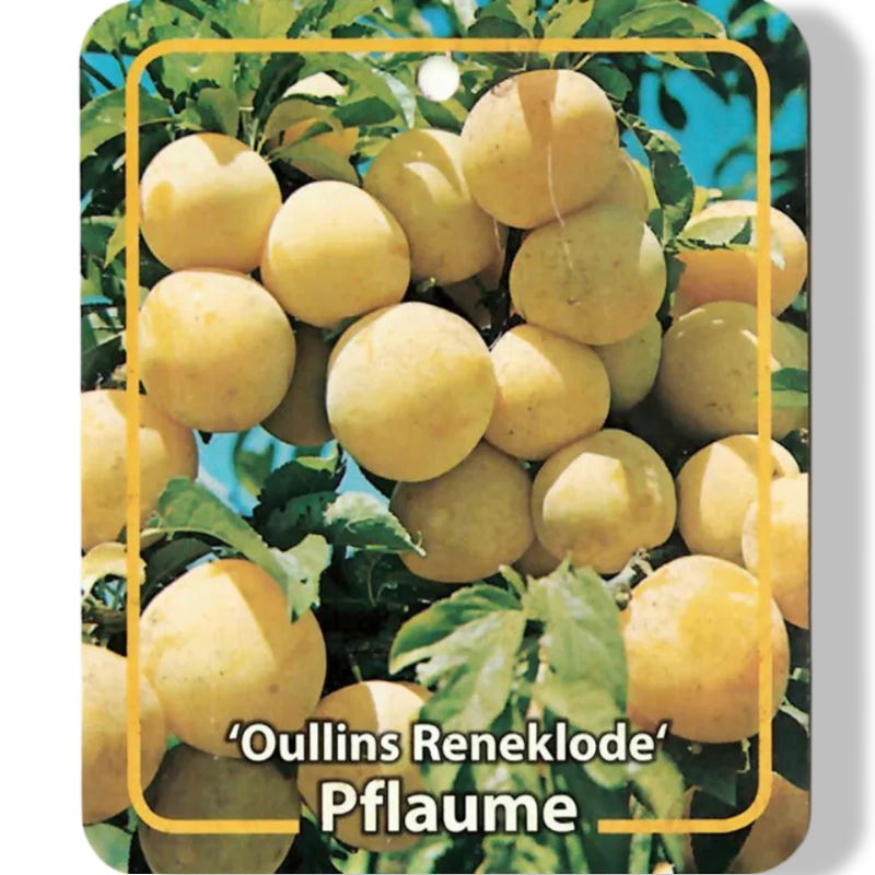 https://cdn.warentuin.nl/media/catalog/product/S/C/SCAN9902401008108_01_oosterik_home_prunus_domestica_oullins_renek_9f20.jpg
