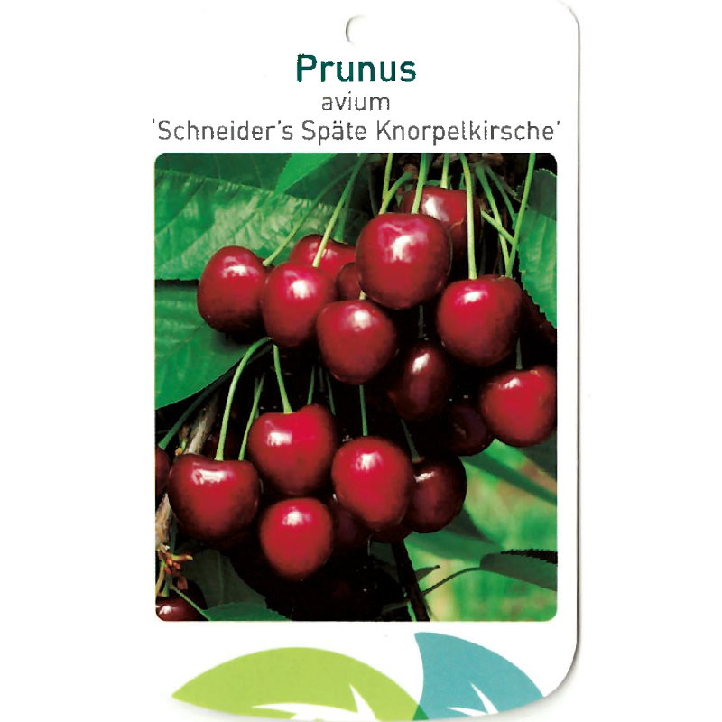 https://cdn.warentuin.nl/media/catalog/product/S/C/SCAN9902601008108_oosterik_home_fruitbomen_fruitboom_prunus_avium_scjneiders_sp_1b10.jpg