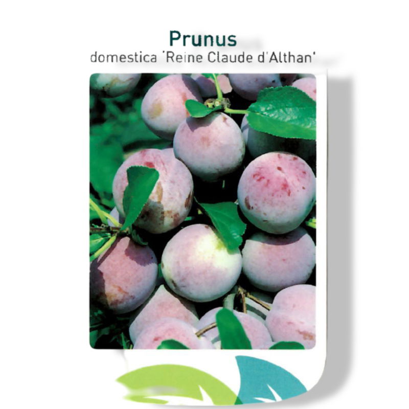 https://cdn.warentuin.nl/media/catalog/product/S/C/SCAN9902801008108_01_oosterik_home_prunus_domestica_reine_claude__62ce.jpg