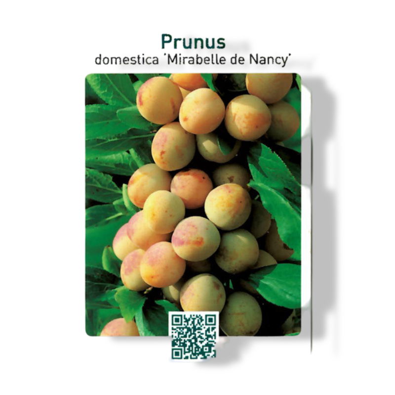 https://cdn.warentuin.nl/media/catalog/product/S/C/SCAN9903001008108_01_oosterik_home_prunus_domestica_mirabelle_de__0914.jpg