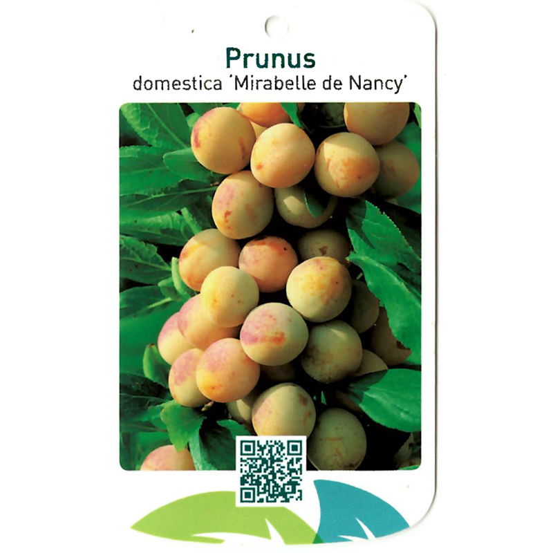 Prunus Domestica Mirabelle de Nancy - Oosterik Home