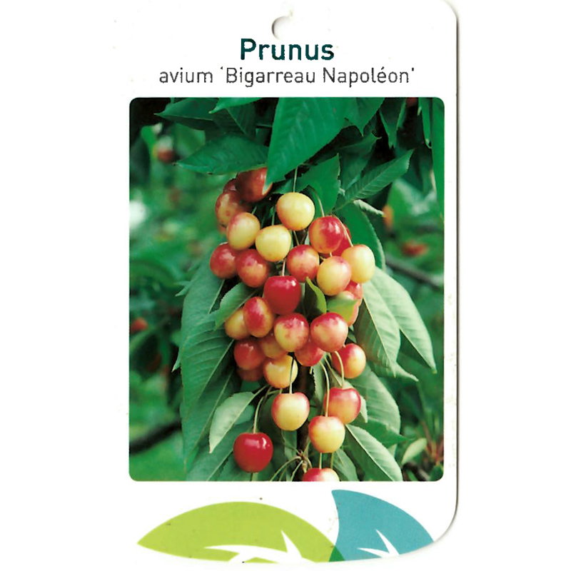 https://cdn.warentuin.nl/media/catalog/product/S/C/SCAN9903201008108_oosterik_home_fruitbomen_fruitboom_prunus_avium_bigarreau_nap_413f.jpg