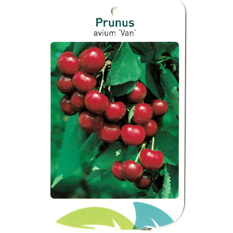 Prunus Avium Van - Oosterik Home