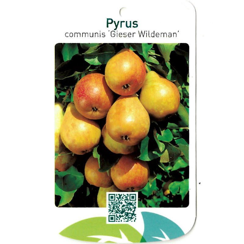 https://cdn.warentuin.nl/media/catalog/product/S/C/SCAN9903701008108_oosterik_home_fruitbomen_fruitboom_pyrus_communis_gieser_wild_9c93.jpg
