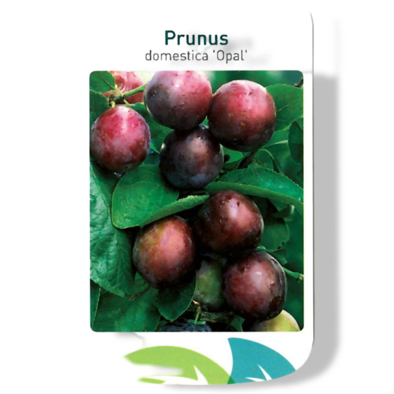 https://cdn.warentuin.nl/media/catalog/product/S/C/SCAN9903801008108_01_oosterik_home_prunus_domestica_opal_fruitboo_c144.jpg