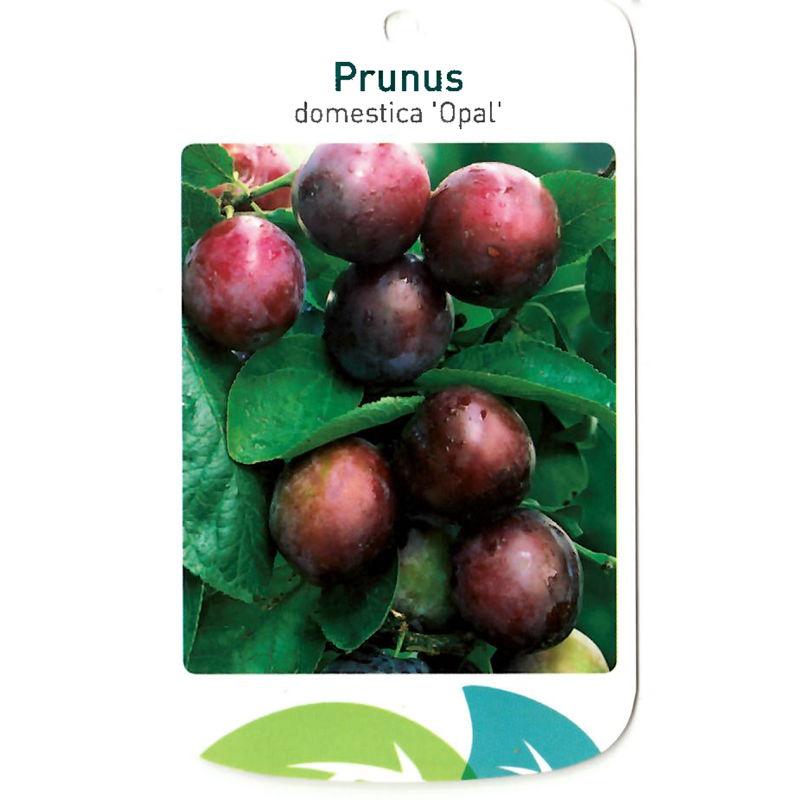 Prunus Domestica Opal - Oosterik Home