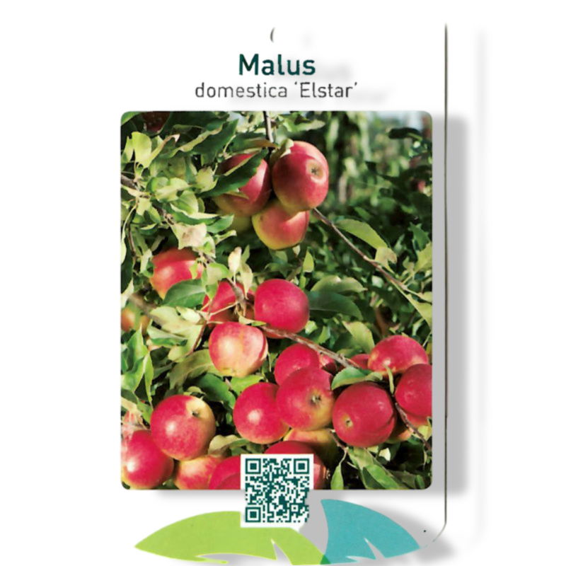 https://cdn.warentuin.nl/media/catalog/product/S/C/SCAN9903901008108_01_oosterik_home_malus_domestica_elstar_fruitbo_10b3.jpg