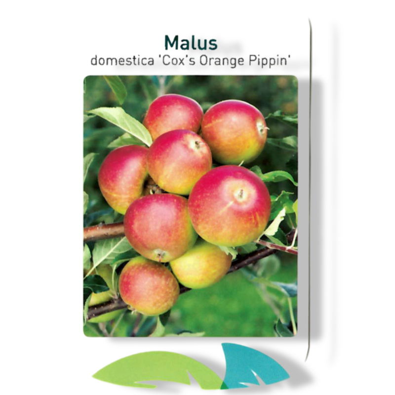 https://cdn.warentuin.nl/media/catalog/product/S/C/SCAN9904001008108_01_oosterik_home_malus_domestica_cox_s_orange_p_eb9c.jpg