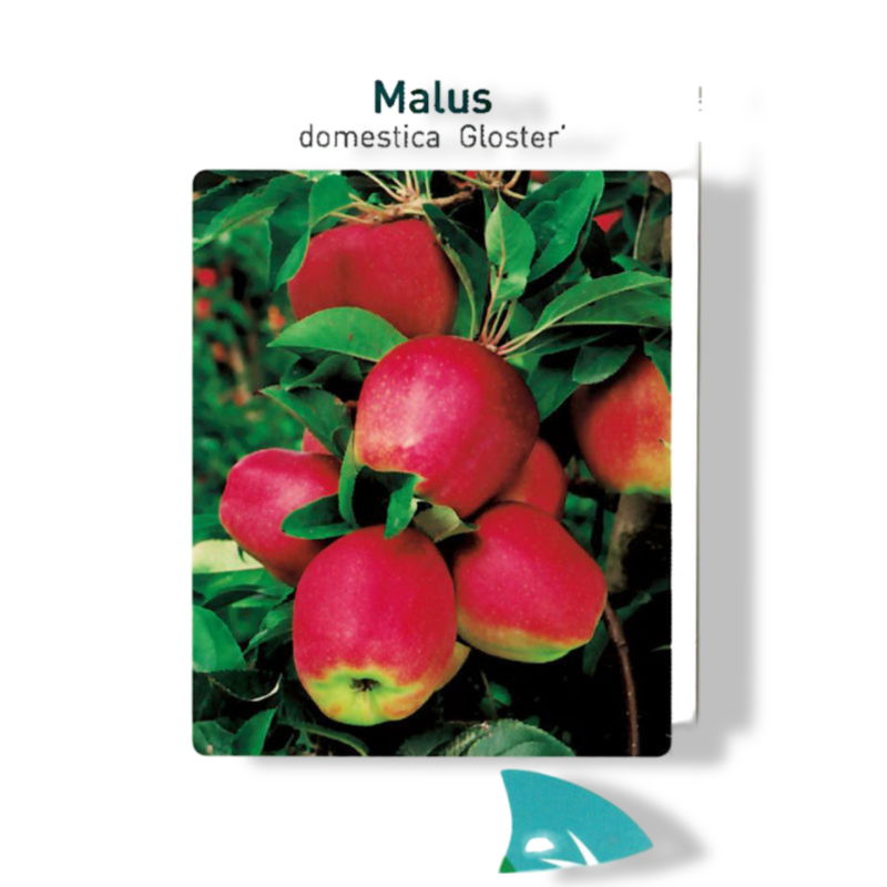 https://cdn.warentuin.nl/media/catalog/product/S/C/SCAN9904401008108_01_oosterik_home_malus_domestica_gloster_fruitb_ed17.jpg