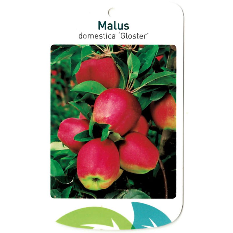 Malus Domestica Gloster Oosterik Home