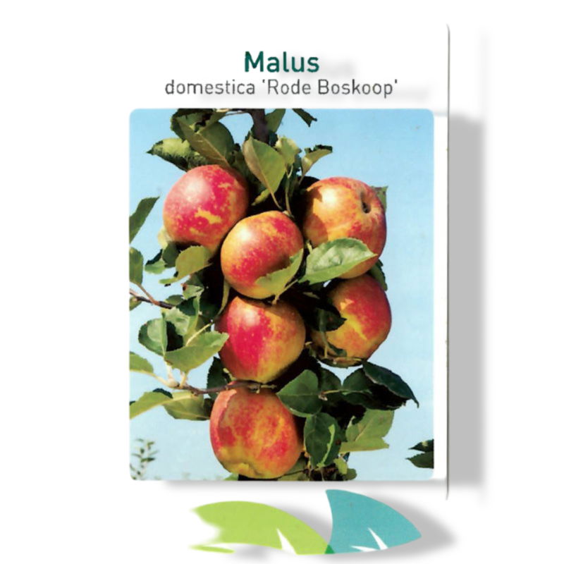 https://cdn.warentuin.nl/media/catalog/product/S/C/SCAN9904501008108_01_oosterik_home_malus_domestica_rode_boskoop_f_8a3e.jpg