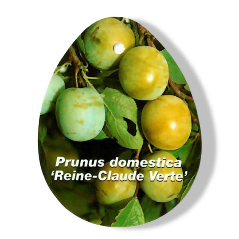 https://cdn.warentuin.nl/media/catalog/product/S/C/SCAN9904701008108_01_oosterik_home_prunus_domestica_reine_claude__c41c.jpg
