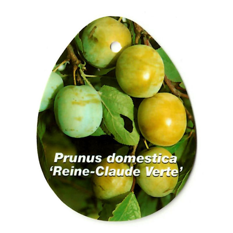 https://cdn.warentuin.nl/media/catalog/product/S/C/SCAN9904701008108_oosterik_home_fruitbomen_fruitboom_prunus_domestica_reine_cla_e7a6.jpg