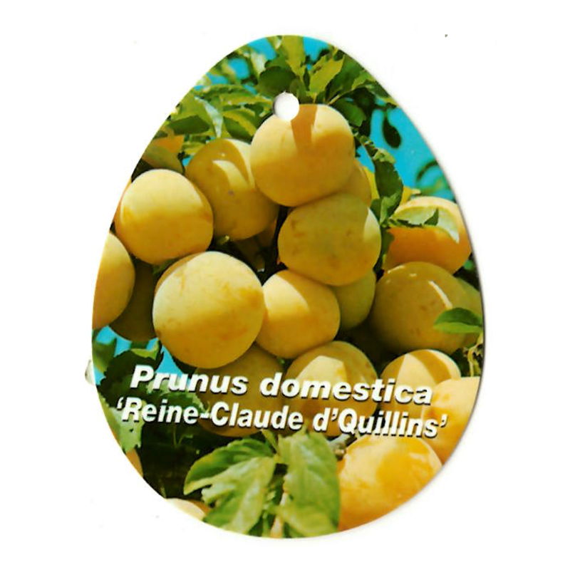 https://cdn.warentuin.nl/media/catalog/product/S/C/SCAN9904801008108_oosterik_home_fruitbomen_fruitboom_prunus_domestica_reine_cla_c3aa.jpg