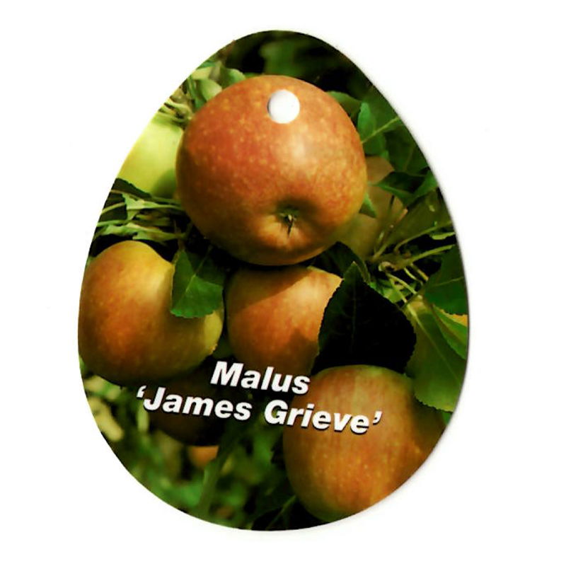 Malus Domestica James Grieve - Oosterik Home