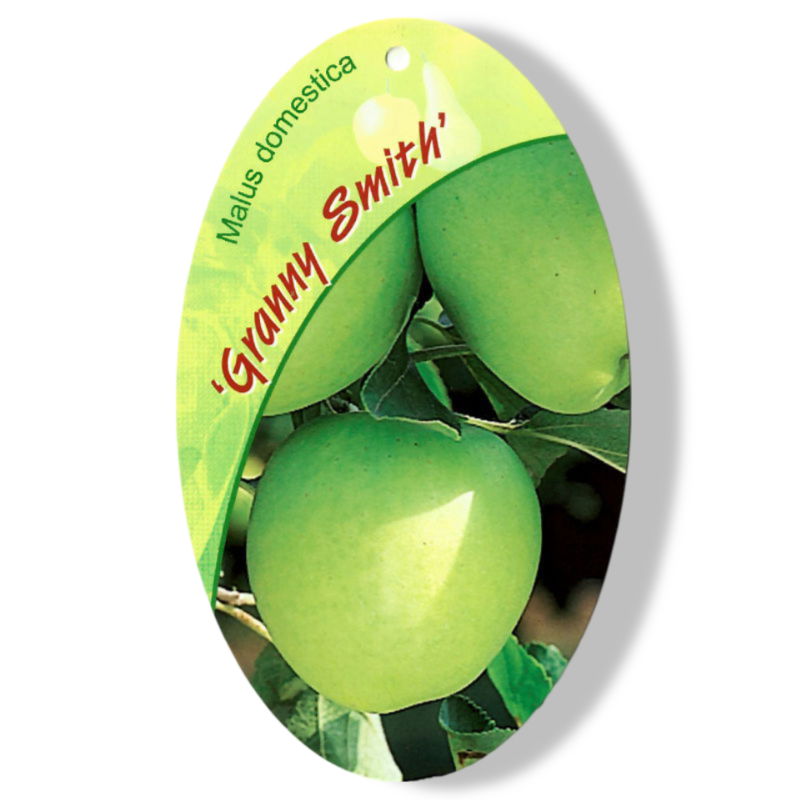 https://cdn.warentuin.nl/media/catalog/product/S/C/SCAN9905101008108_01_oosterik_home_malus_domestica_granny_smith_f_2257.jpg