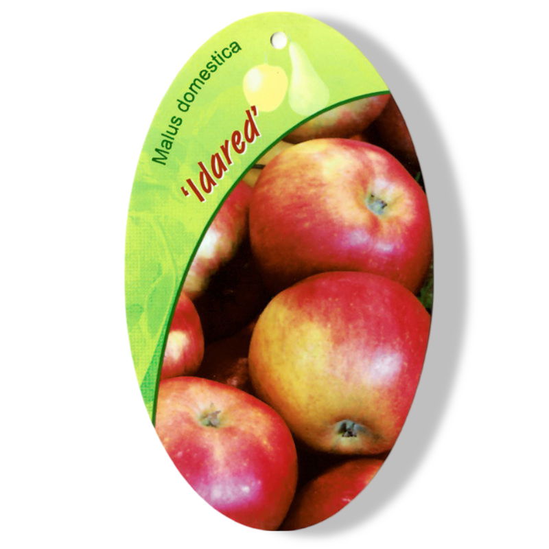 https://cdn.warentuin.nl/media/catalog/product/S/C/SCAN9905201008108_01_oosterik_home_malus_domestica_idared_fruitbo_9b1d.jpg